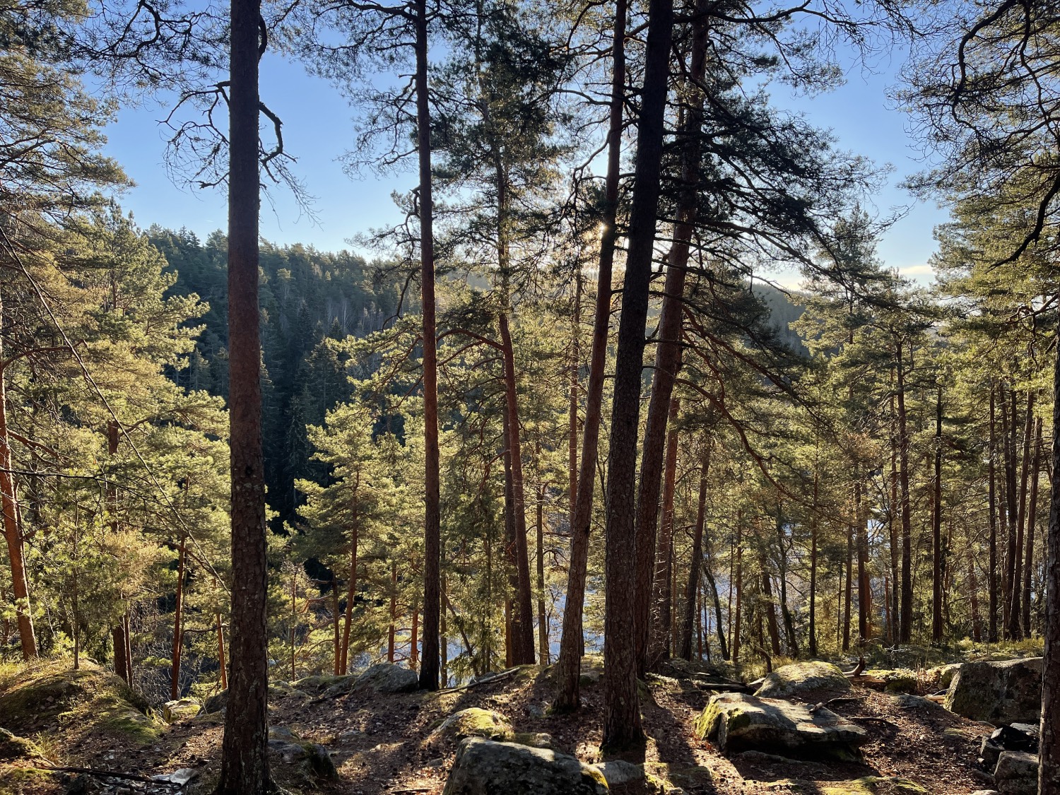 Skogen i Østmarka, i morgensol