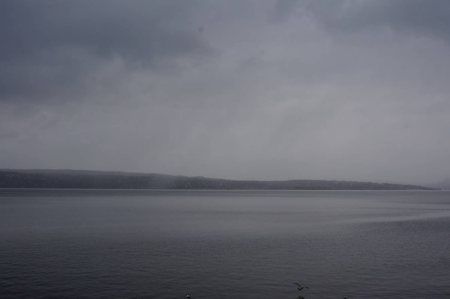 Nesodden på andre siden av Bunnefjorden. Det er tåke, og man kan se en måse fly langs vannet