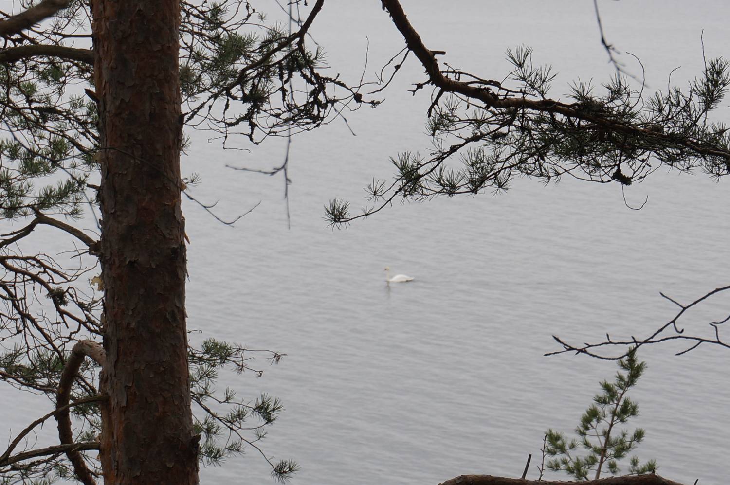 En svane bader i Bunnefjorden