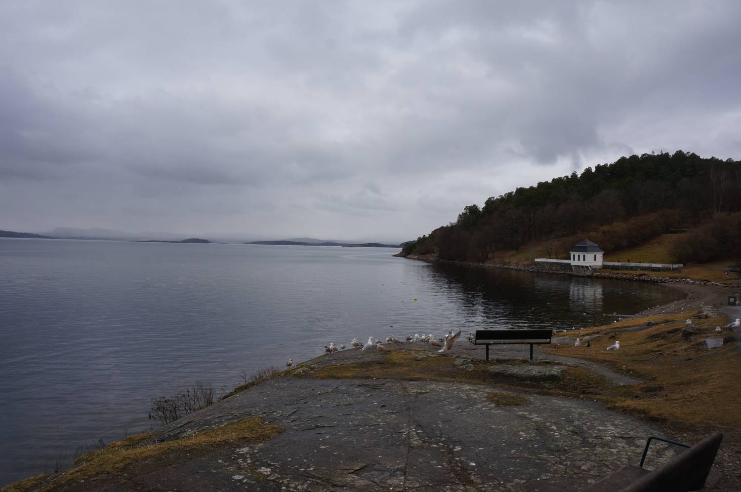 Måser og gjess på svaberget ved Bunnefjorden