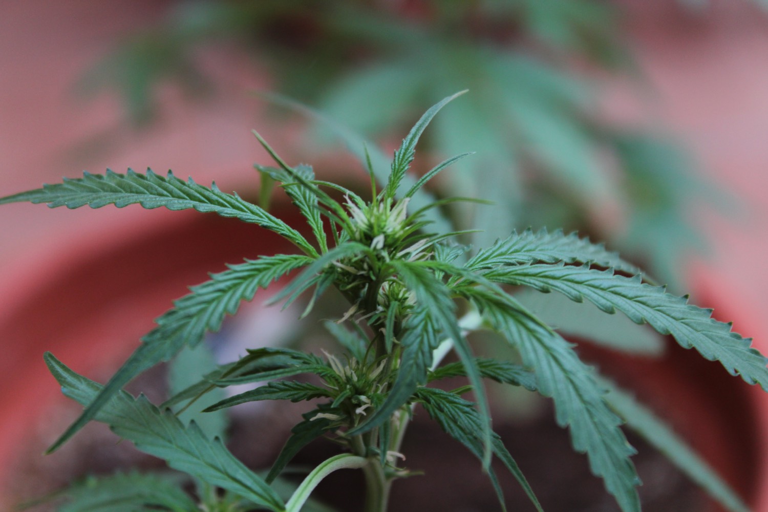 Cannabisplante