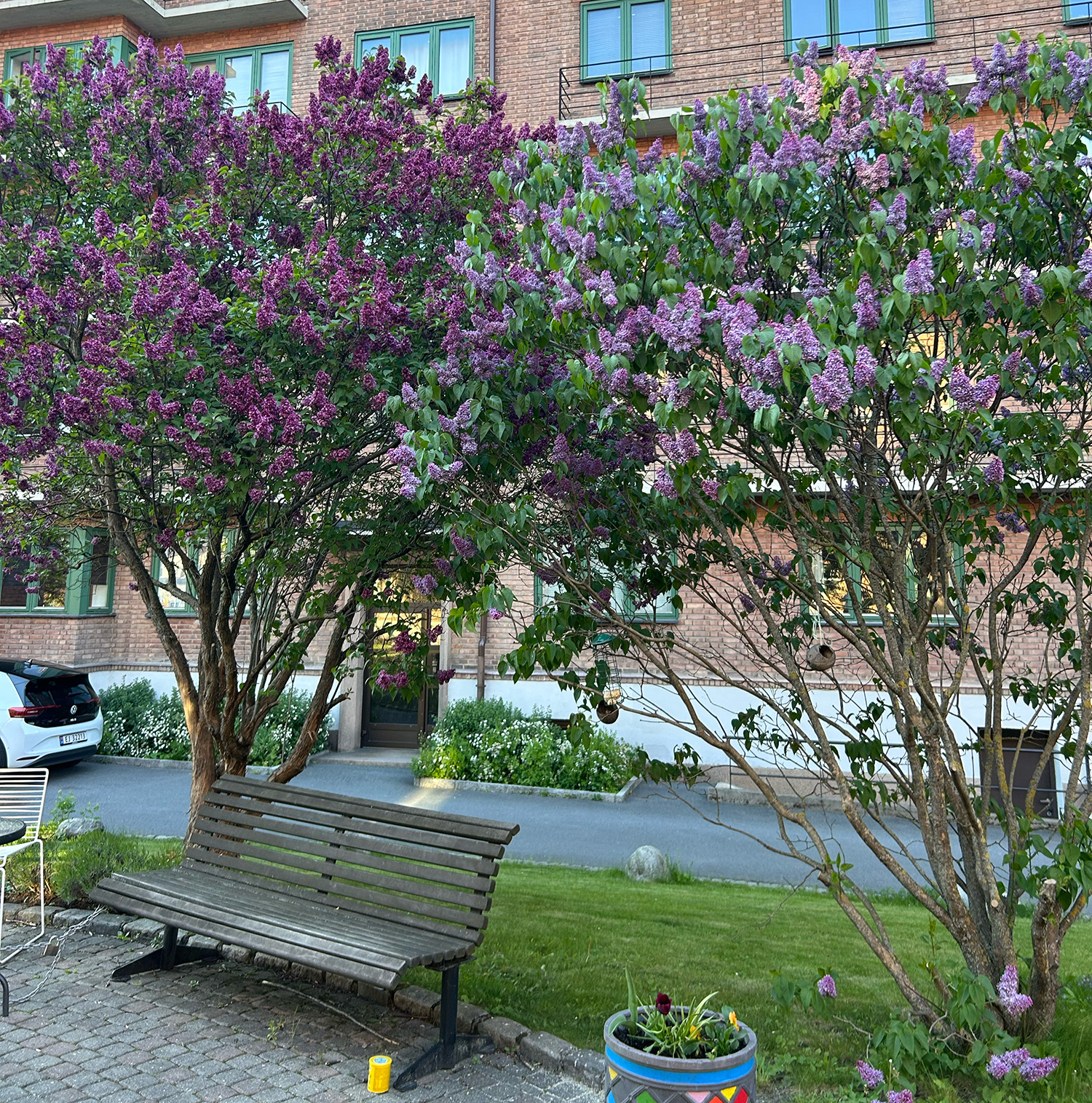 Syriner som blomstrer.