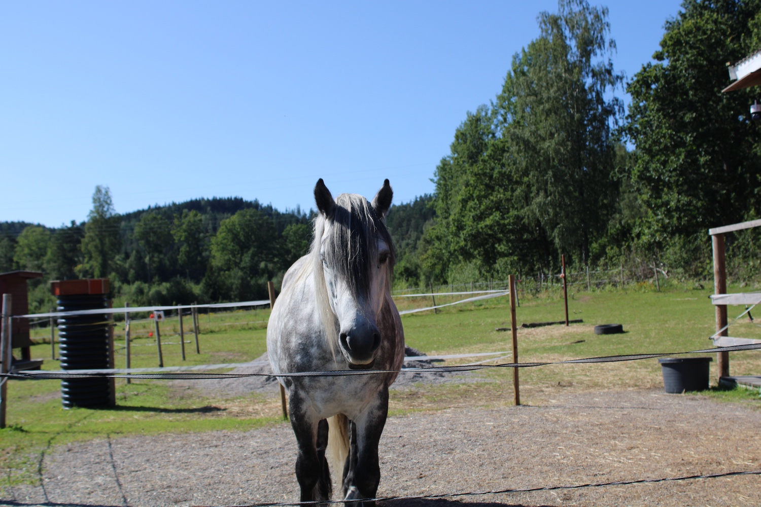 Terapihesten Blåne