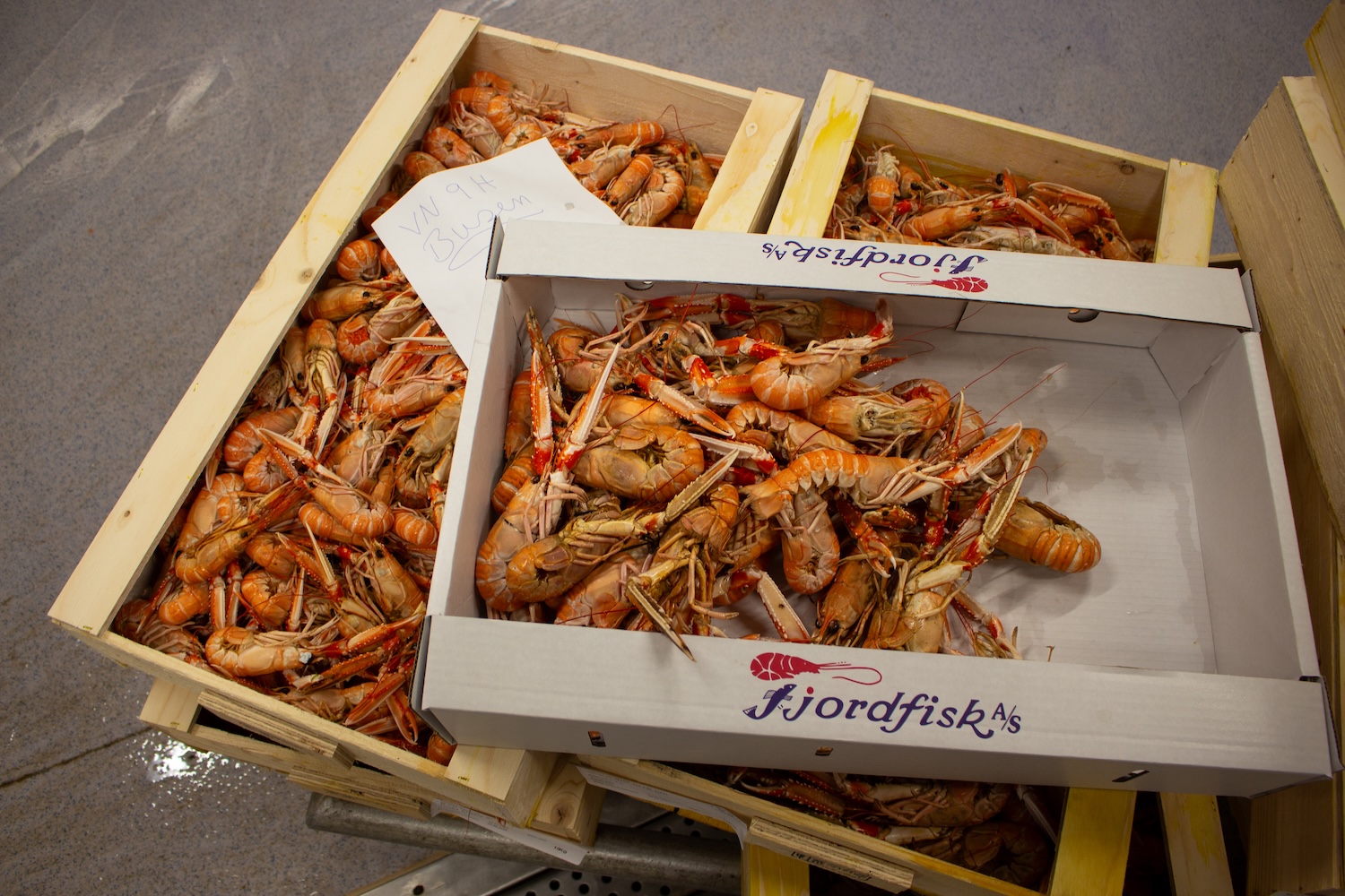 Kreps i kasser på fiskemottaket.