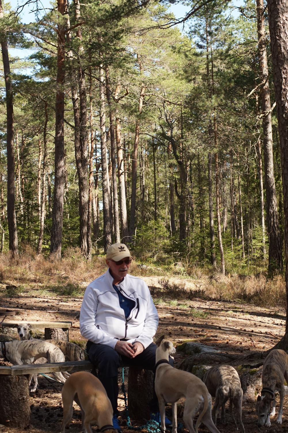 Arnulf sitter i skogen med hundene sine