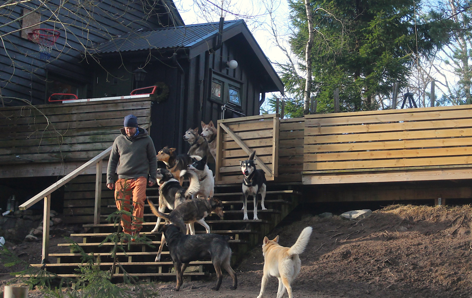 Inge og alle hundene