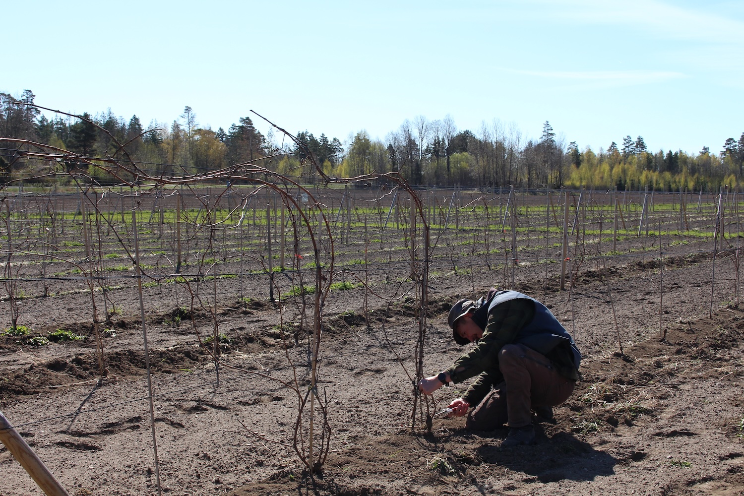 En som jobber p&aring; g&aring;rden klipper ned vinplanten