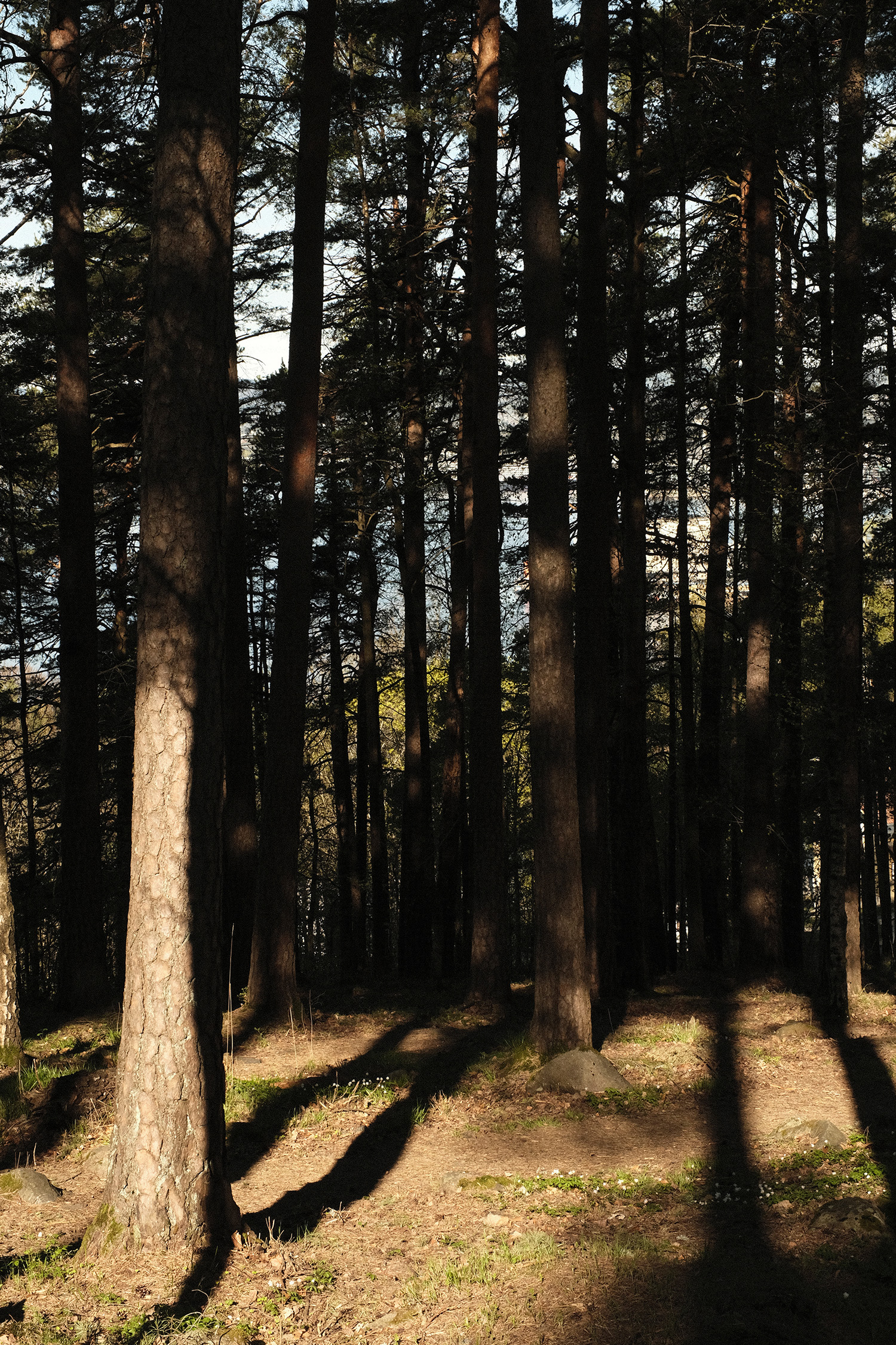 soloppgang i Ekebergskogen