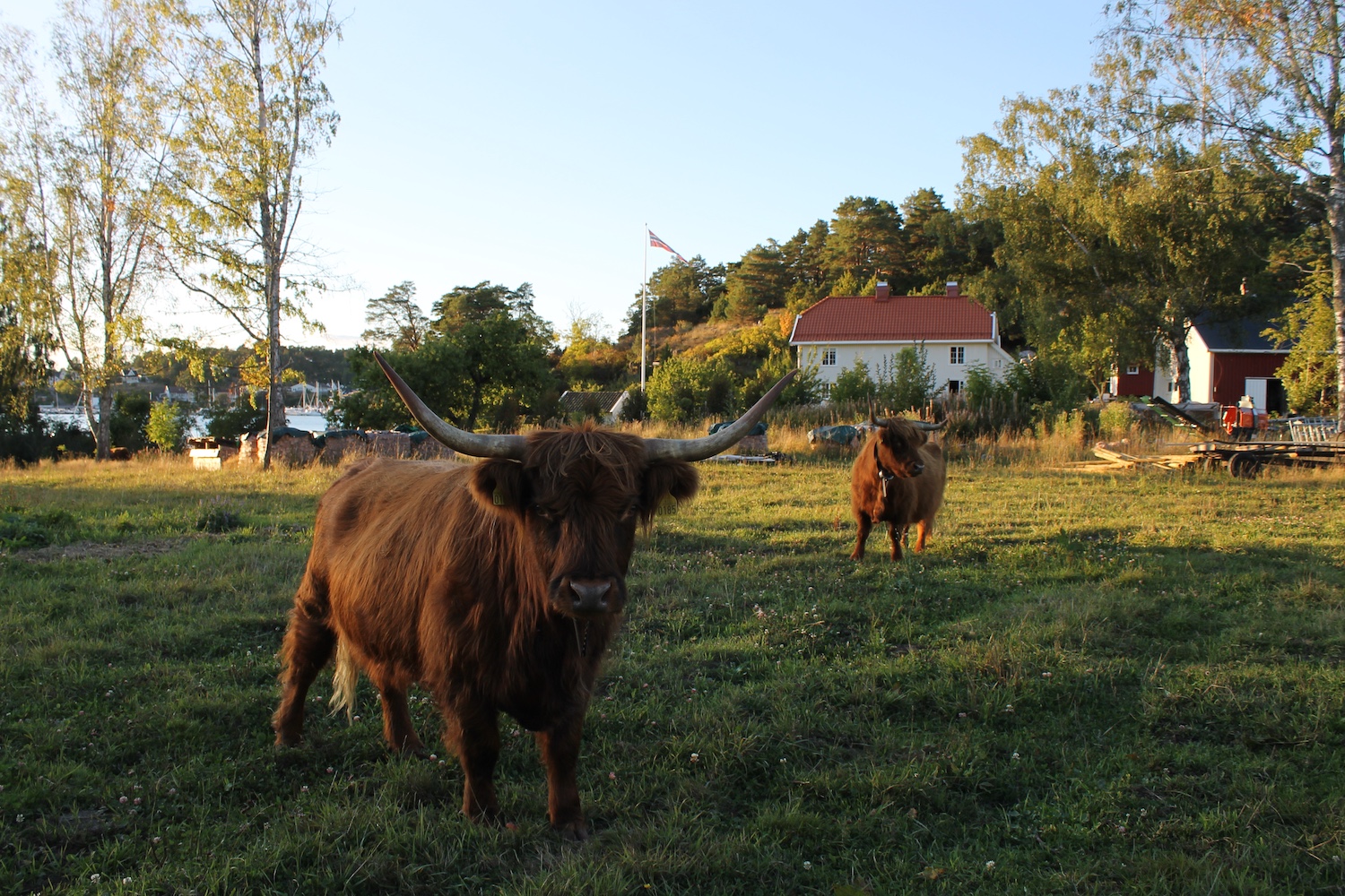 Kuene på Bjerkøy