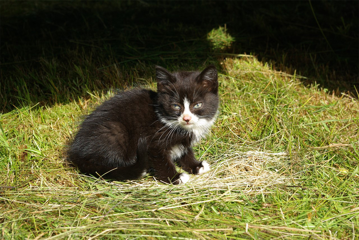 En kattunge med svart pels og hvite detaljer. Den sitter på noe gress med en bil i bakgrunn. 