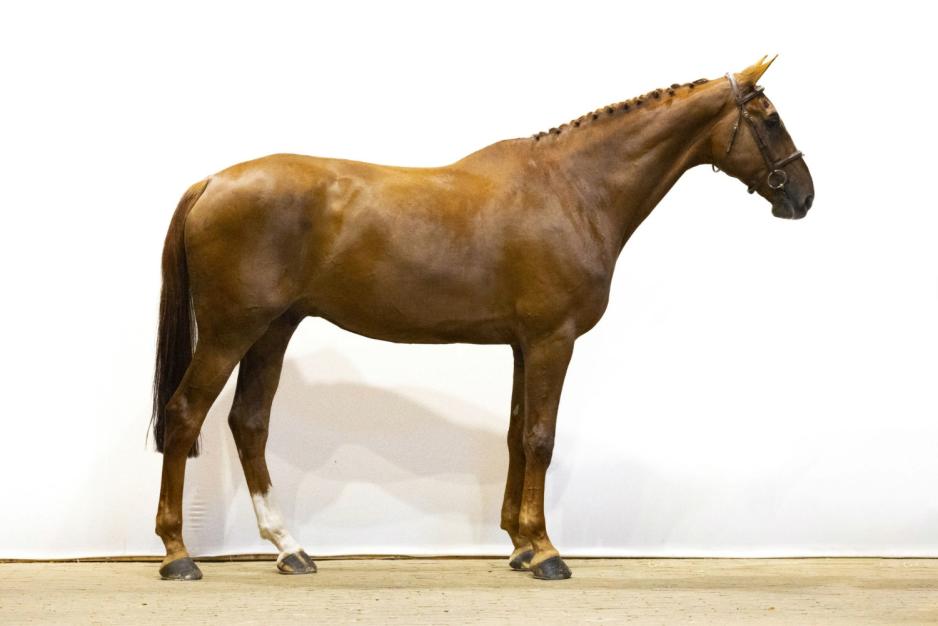 Dayak Z En brun hest mot en hvit vegg, i profil