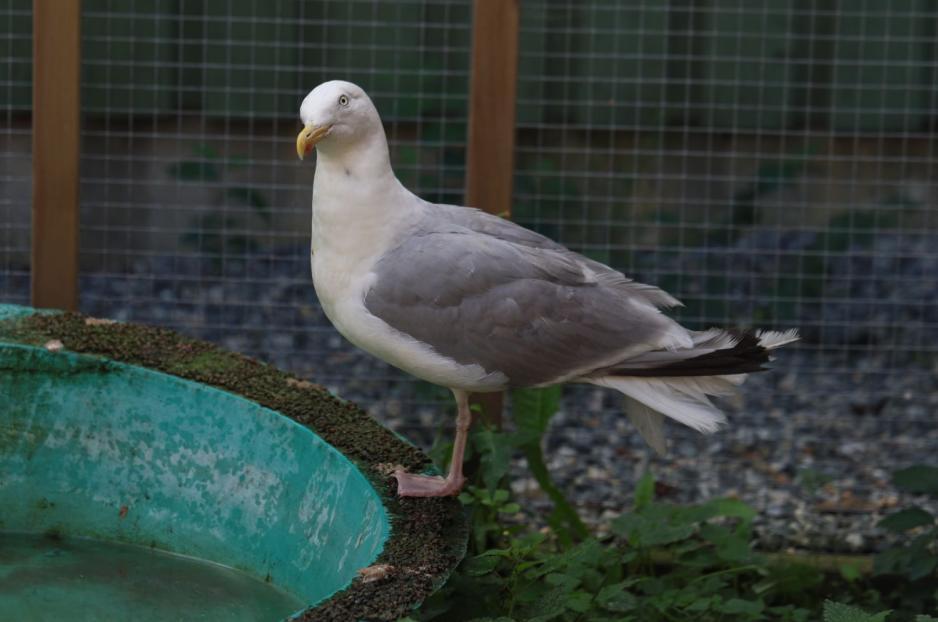 Måke med ett ben