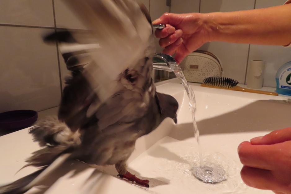 Fugl som flakser hos Trine