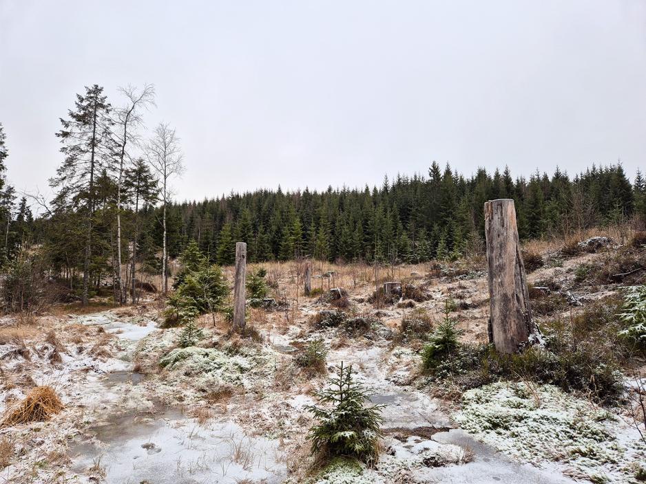 Åpent område i skauen i Nordmarka. Viser et område hvor det er hugget mye trær.