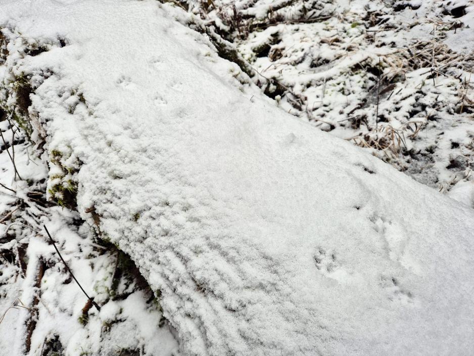 Dyrespor i snøen. Ukjent hvilket dyr, men kan være mår eller røyskatt.