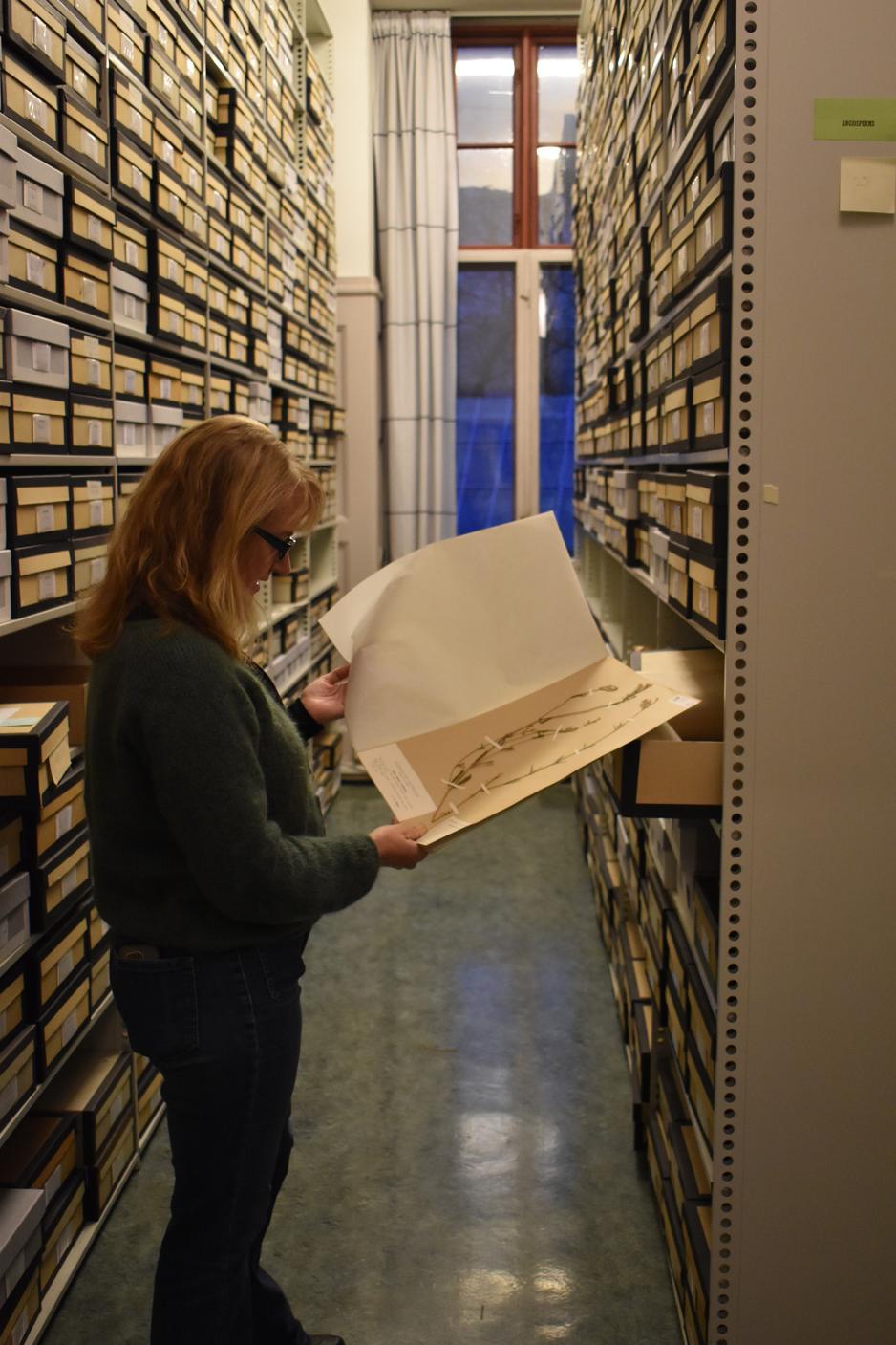 Sletten Bjorå i herbariet i botanisk hage.