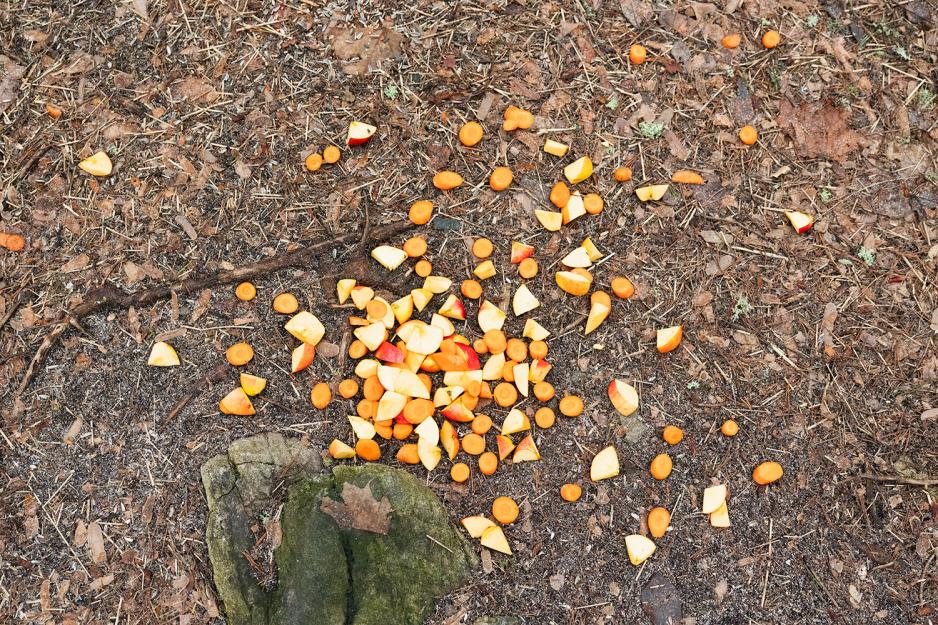 Mat til ekorn på bakken