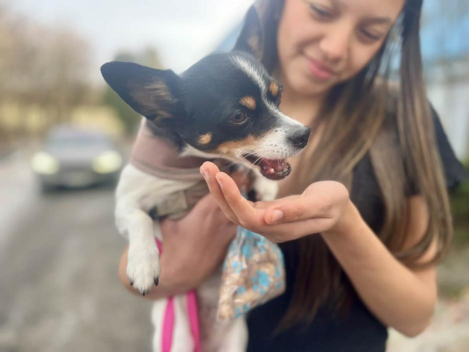 Hund som spiser hundegodbit, jente