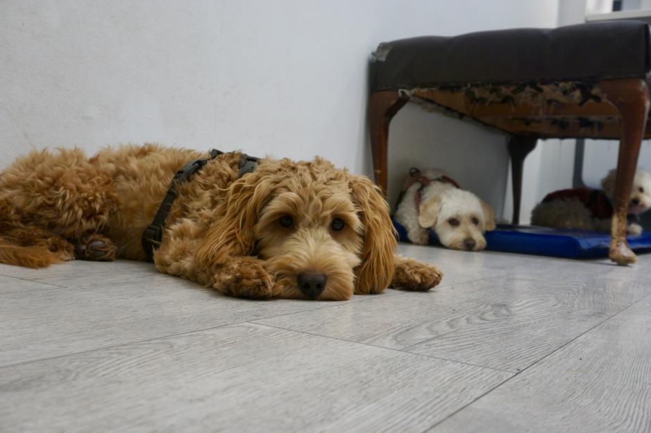 Hunder hos Hundeglede 