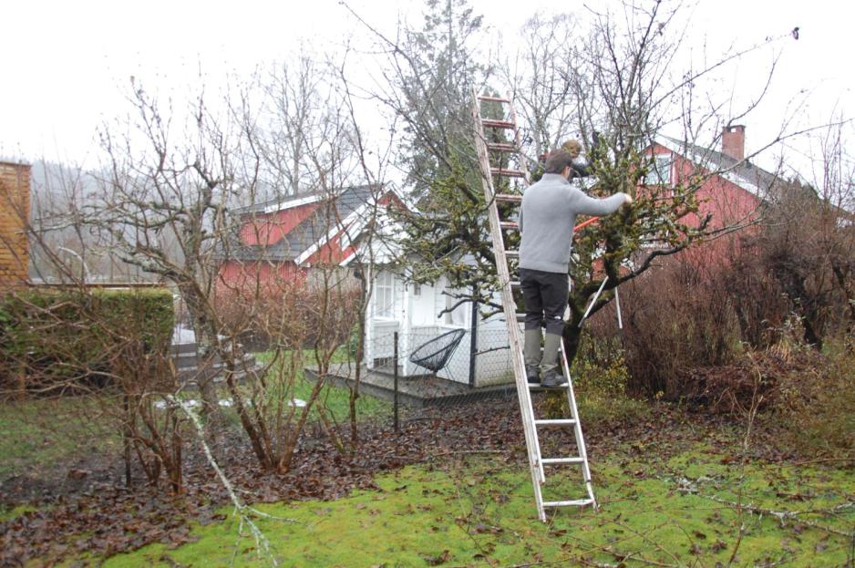 To av Sesongvaktene på ryddeoppdrag i en hage.