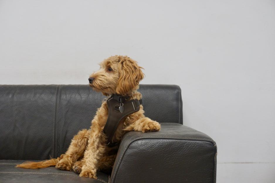 Hund som slapper av i sofaen i hundebarnrehage 