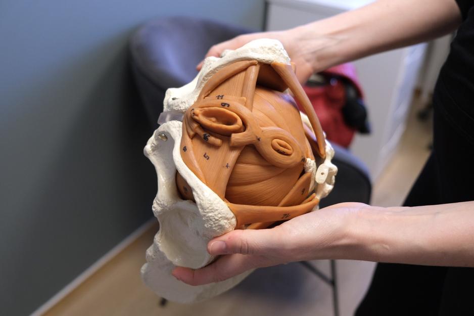 B&aelig;kkenets og underlivets anatomiske fremstilling