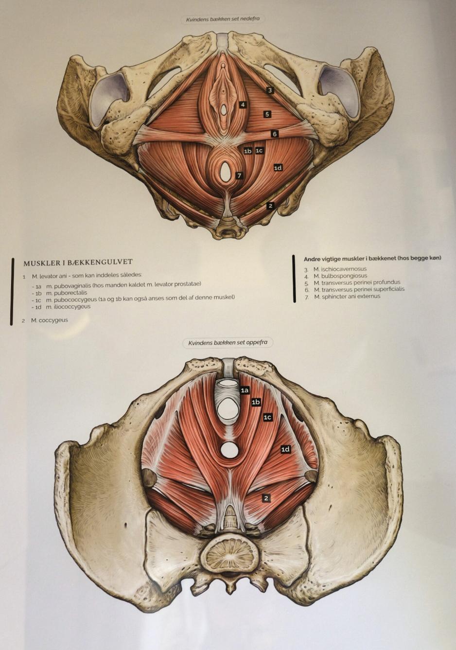 Plakat fra Oslo kvinnehelsesenter - Kvinnens b&aelig;kken 