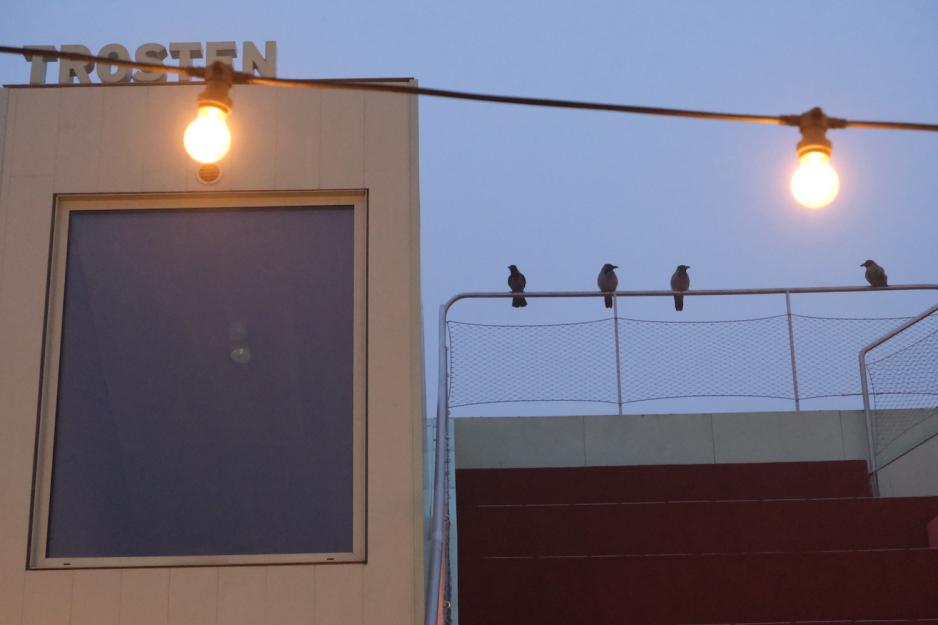 P&aring; udstiden av badstuen sitter en gjeng med skj&aelig;rer p&aring; en str&oslash;mlinje