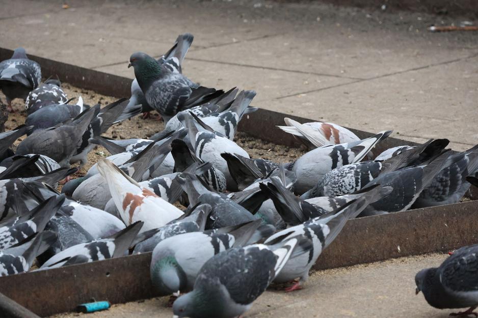 Byduer spiser fuglemat i veikanten.