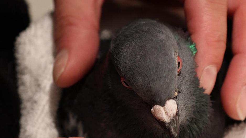 Trine Ramb&oslash;l holder byduen i et h&aring;ndkle.