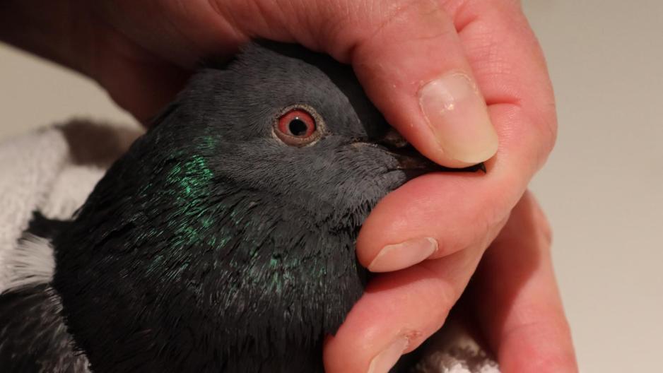 Trine Ramb&oslash;l sjekker duens &oslash;yne.