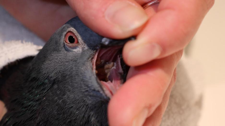 Trine Ramb&oslash;l sjekker duens hals for sykdom.