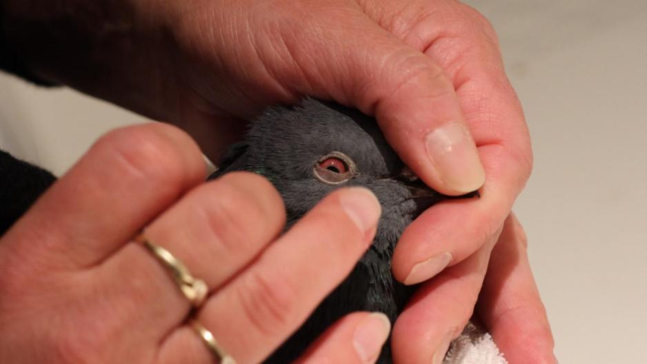 Trine Ramb&oslash;l sjekker duens &oslash;yne.