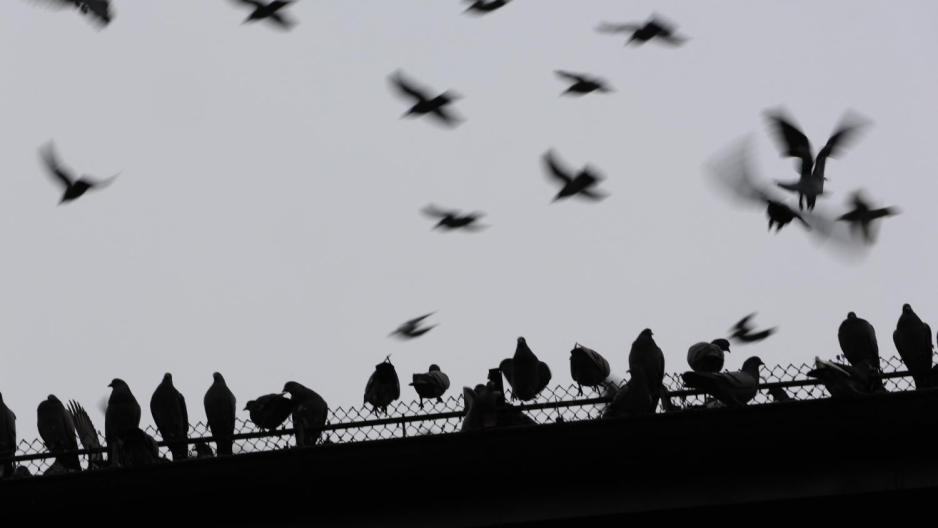 Svarte omriss av duer p&aring; et tak ved Jernbanetorget.