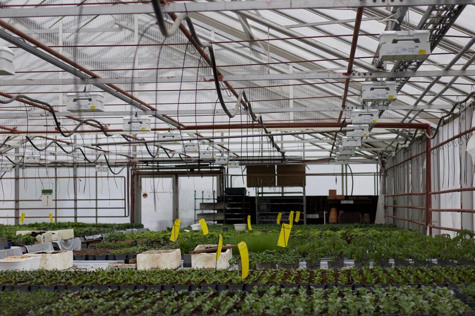 Inne i et drivhuset hos Ravnsborg Gartneri og Hagesenter