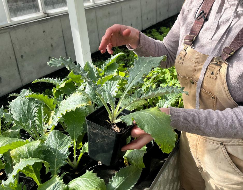 Noen holder en artisjokkplante