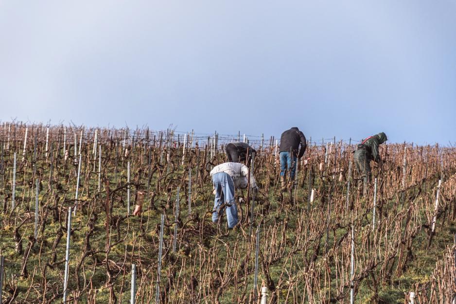 Arbeidere som jobber p&aring; et jorde i Champagne