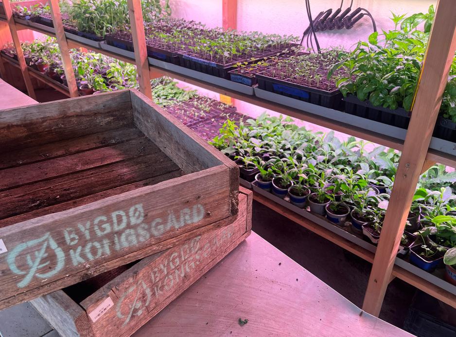 To trekker som det st&aring;r Bygd&oslash; Kongsg&aring;rd p&aring; med planter p&aring; varerom i bakgrunnen.