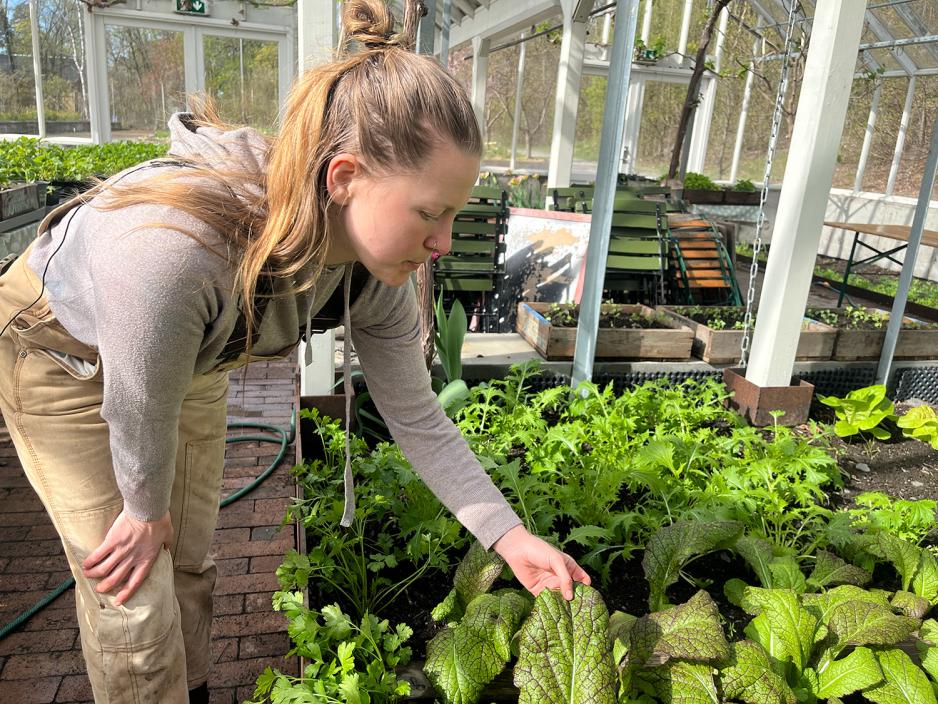 Hanne Rekve holder et salatblad i et veksthus