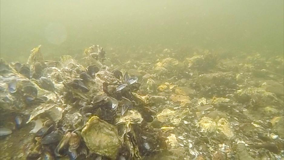 Undervannsbilde som viser masse stillehavs&oslash;sters.