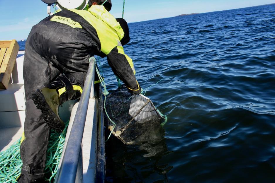 Kalneselev henter opp teiner