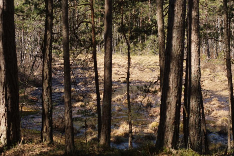 Tr&aelig;r foran en myr
