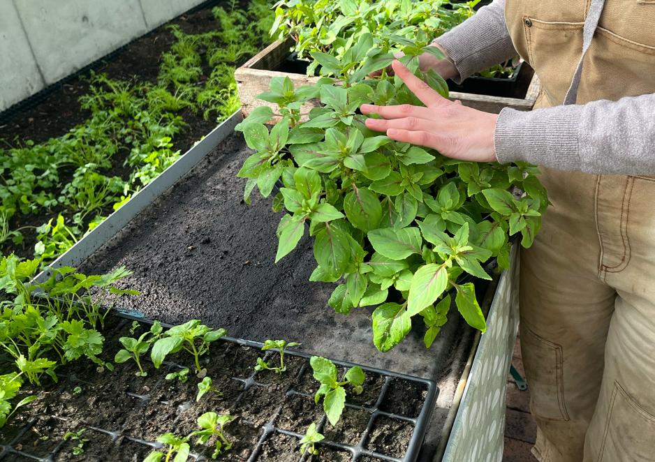 Noen viser frem en gr&oslash;nn buskvekst.