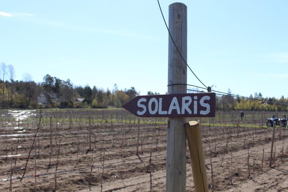 Borander dyrker druetypen Solaris p&aring; g&aring;rden sin.