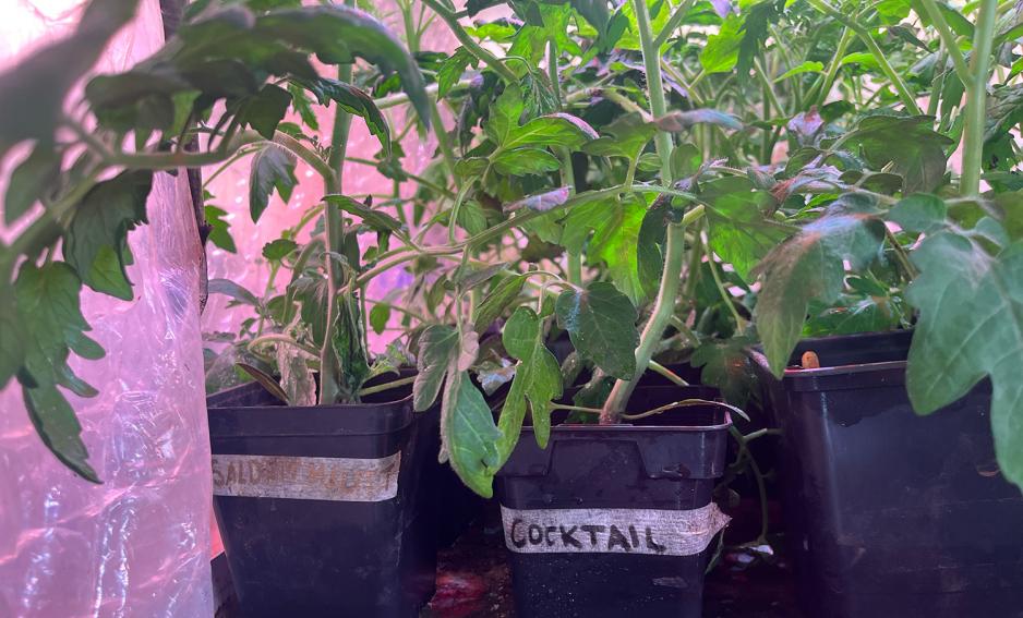 En boks hvor det st&aring;r cocktailtomat, med lange tomatstilker voksende ut.