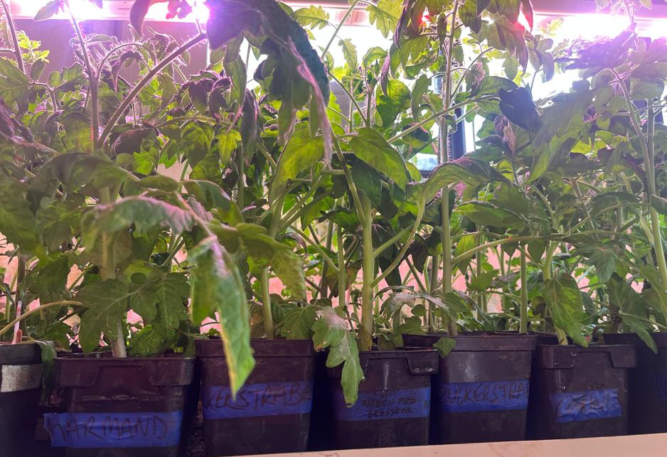 En rekke tomatplanter i bokser med navnet p&aring; tomatene.