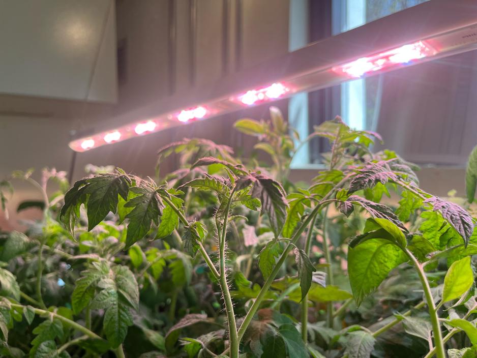 Bilde av tomatplanter i et bed med kunstig lys.