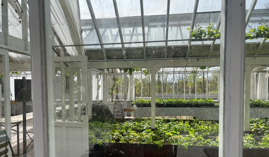 Salat plantet i lange plantebed i et veksthus.