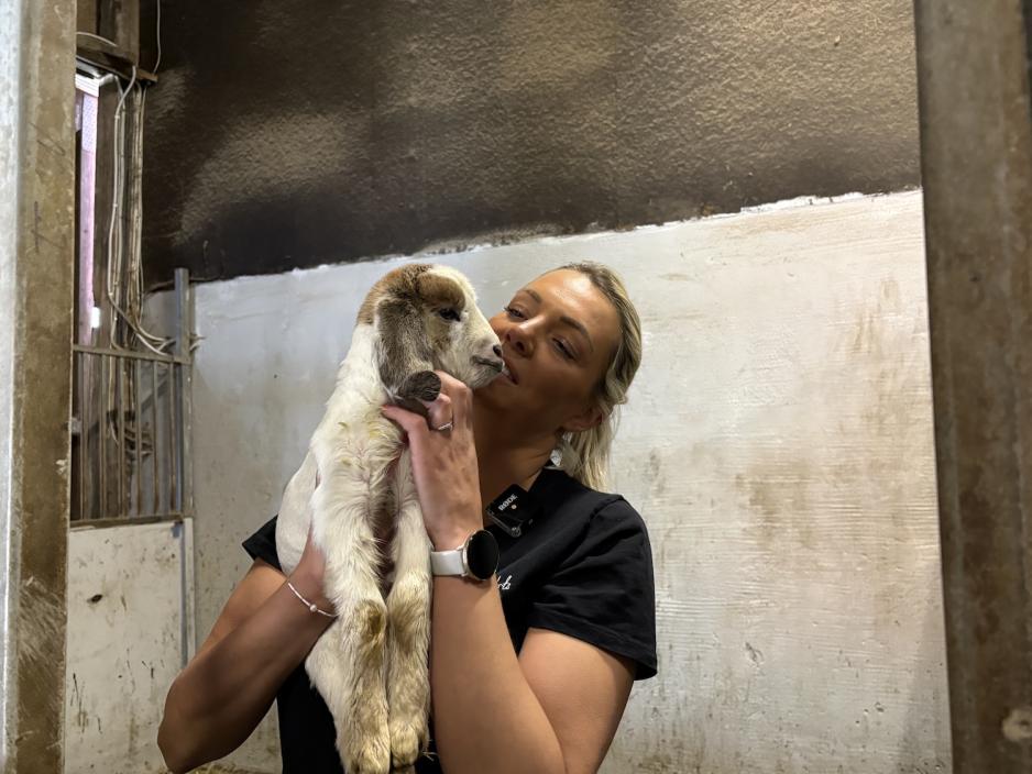 Det er ikke hver dag man har et nyf&oslash;dt lam i hagen.