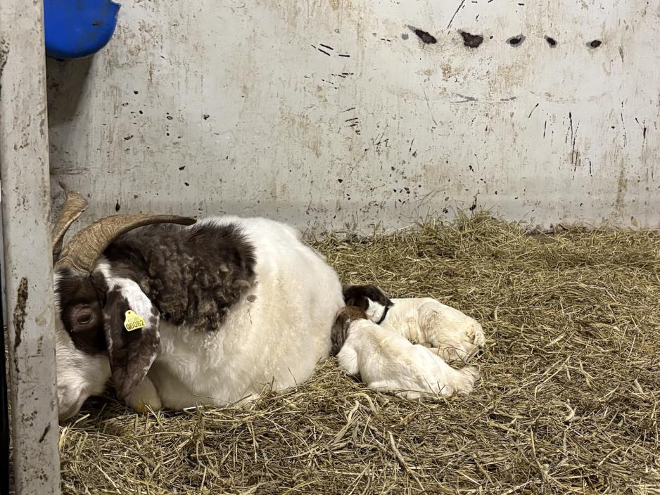 Disse lammene ble f&oslash;dt for to dager siden. 